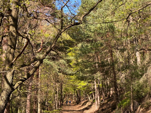 E-Adventures_E-MTB Tour_Wald.jpg